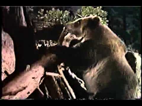 Ranker Video