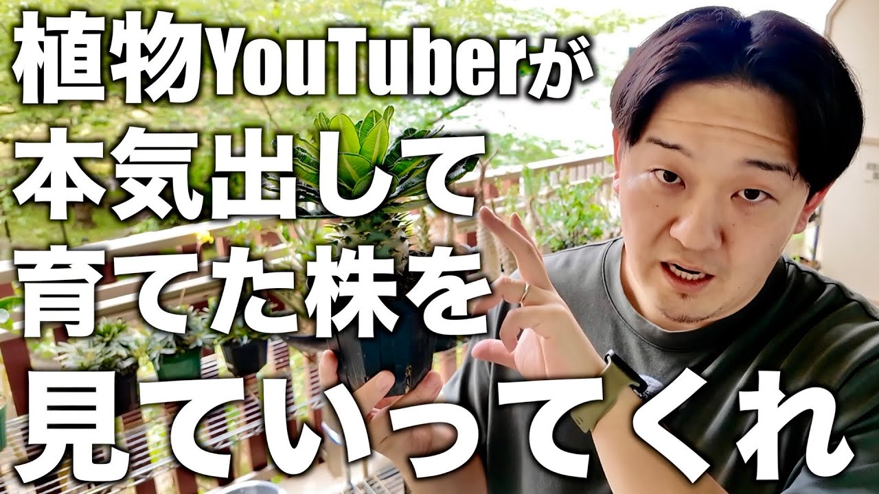 【実生塊根植物】愛情を注ぎすぎた自慢の実生株を厳選して紹介します