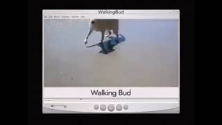 The Greenblatt-Janollari Studiowalking Bud Productionscbs Paramount Television 2006