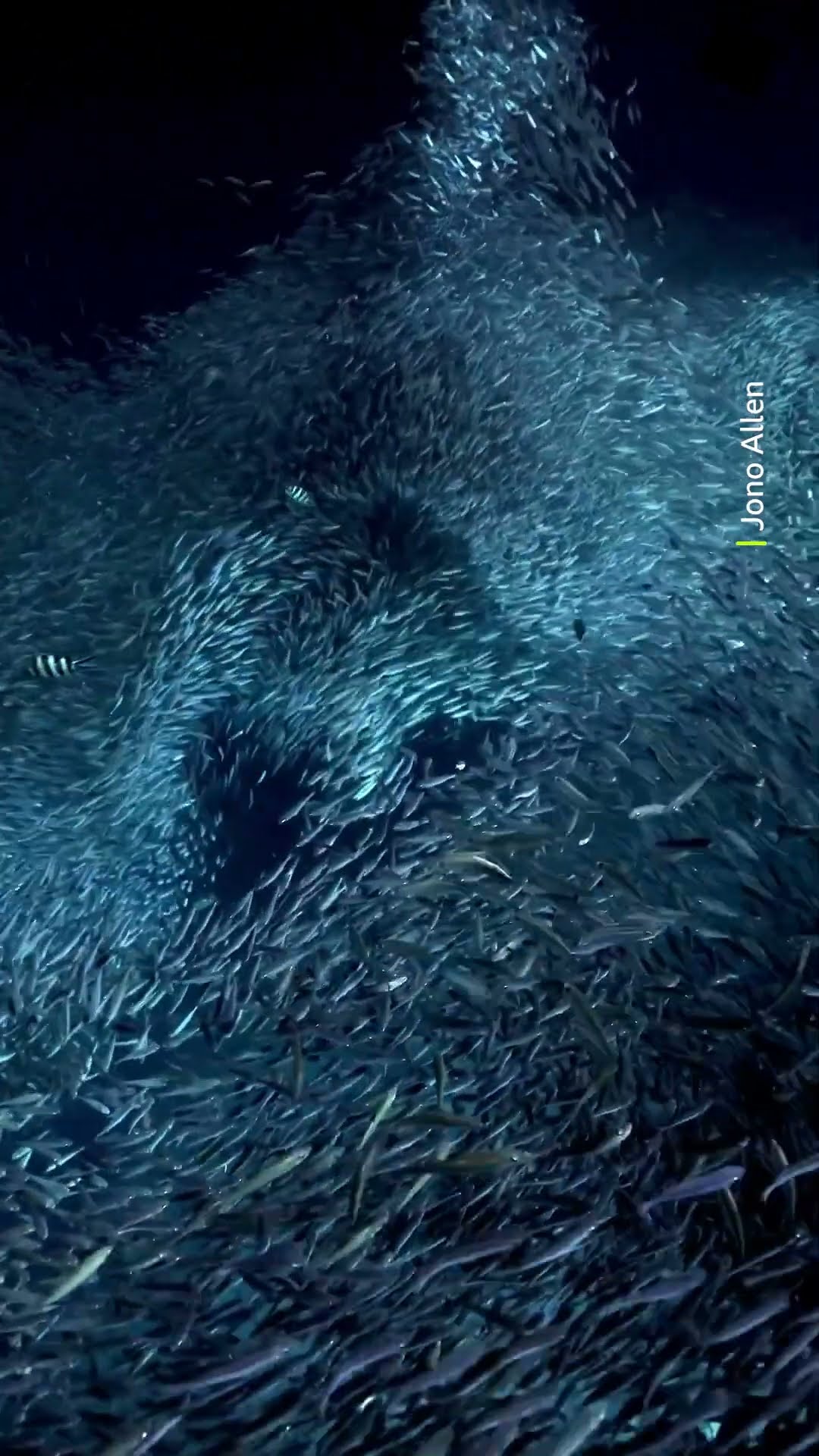 A school of fish is a group of the same species, a shoal is when different species swim together ?
