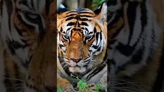 The Secret Behind Tiger Stripes Revealed
