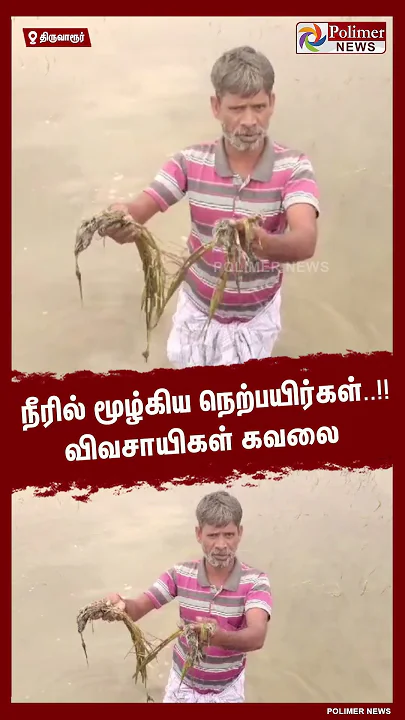 நீரில் மூழ்கிய நெற்பயிர்கள்..!! விவசாயிகள் கவலை.. #shorts