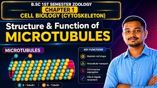 🔴Microtubules (Cytoskeleton): Structure and function | B.Sc 1st Sem Zoology Chapter 1 | Cell Biology