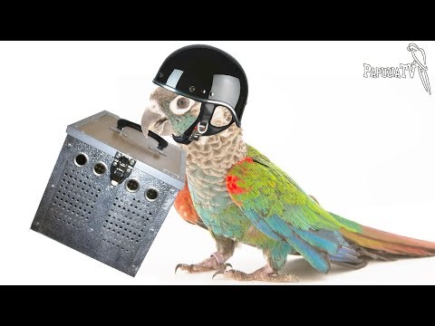 Wideo: Jak Przewozić Papugę