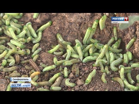 Съедят всю зелень в Крыму? Чем опасны прожорливые гусеницы