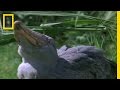 Shoebill stork vs lungfish  national geographic