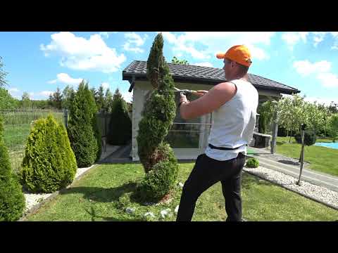 Video: Kas Yra Topiary