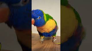 Lori Dans Ve Oyun Zamanı Resimi