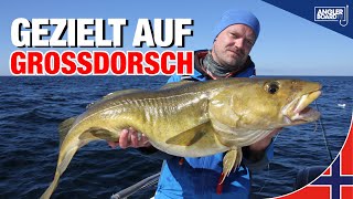 Angeln in Norwegen | Fischen auf Dorsch | Stellen, Köder, Tipps & Tricks zum Fangen | Anglerboard TV