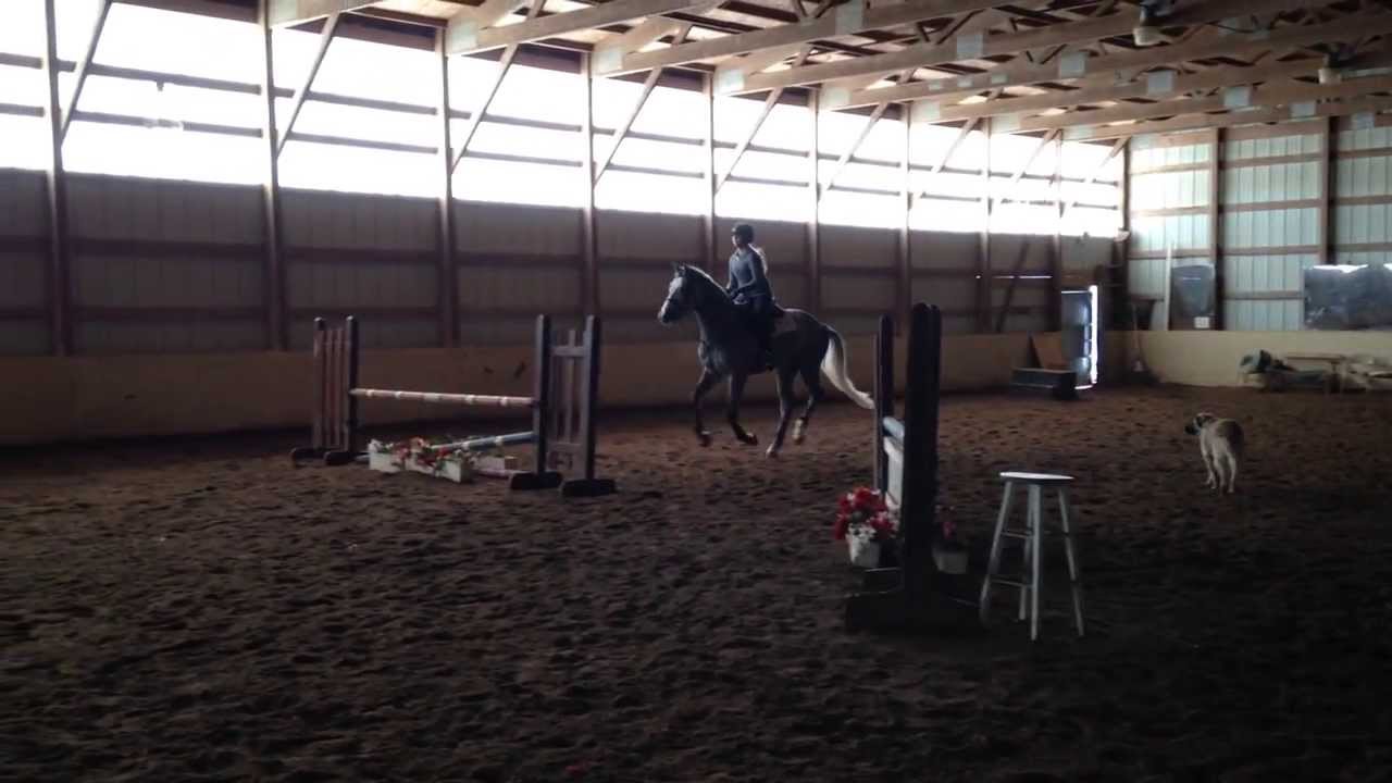 Calabar Hunter/Equitation Horse for sale YouTube