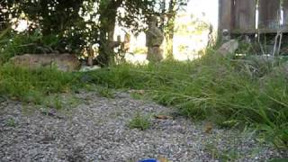 xmods crawling outside