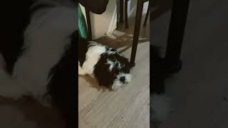 Mi nuevo perro 🥰🥰🥰🥰🥰🥰🥰🥰🥰🥰🥰🥰🥰🥰🥰🥰🥰🥰🥰🥰🥰🥰🥰🥰🥰
