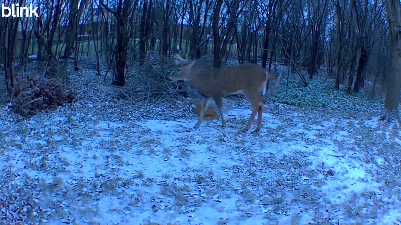 Big Bucks Grunting in Winter! 🦌❄️ Multiple Bucks on Trail Cam