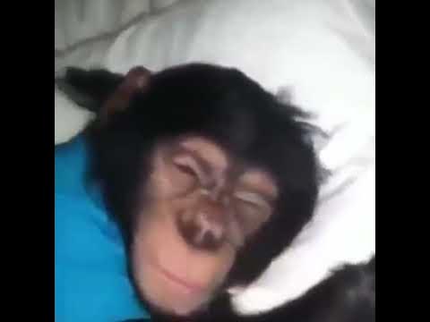 anasheee - YouTube