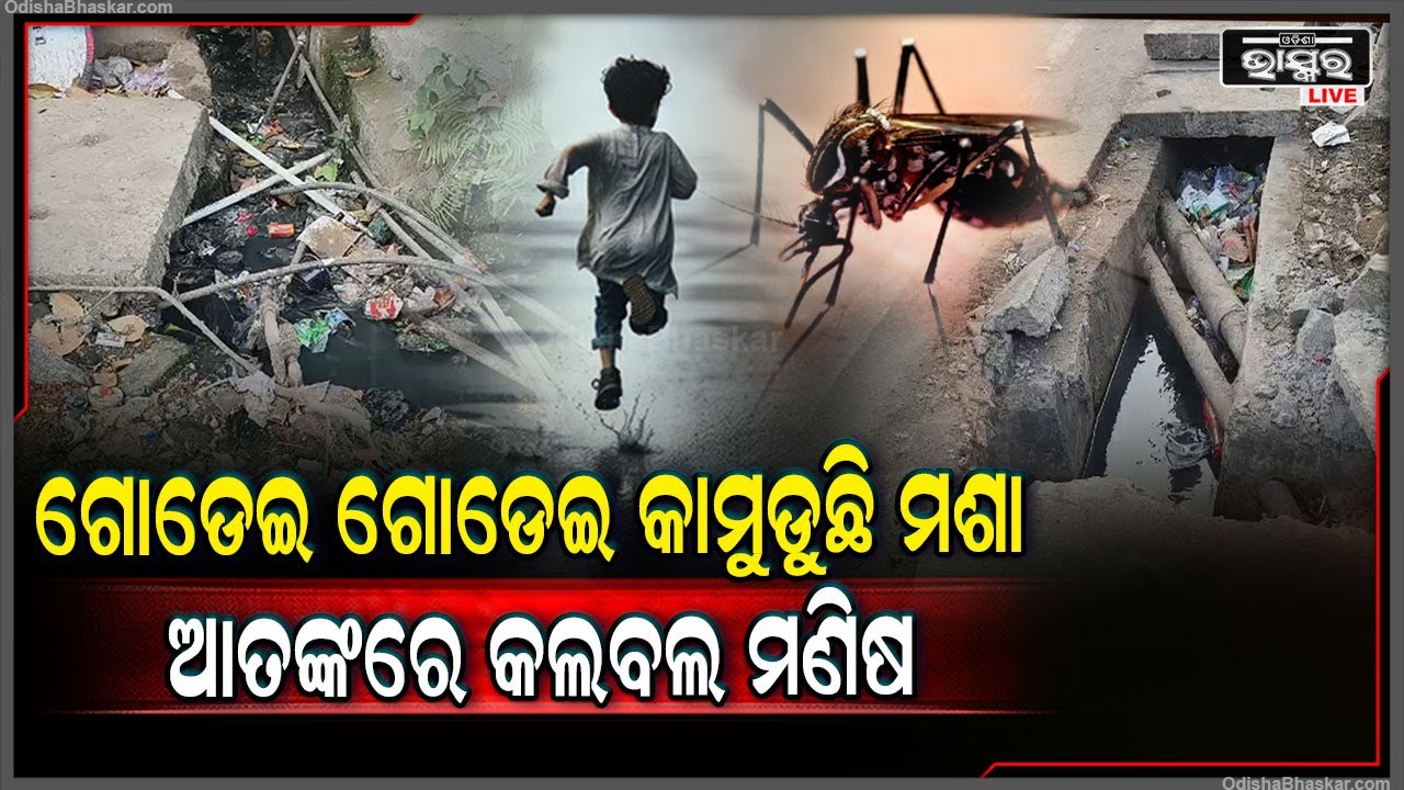ମଶା ଦାଉରୁ ହନ୍ତସନ୍ତ... ମଶାଙ୍କ ପ୍ରାଦୁର୍ଭାବରେ ଅତିଷ୍ଠ ବ୍ରହ୍ମପୁର ମହାନଗର ନିଗମବାସୀ...