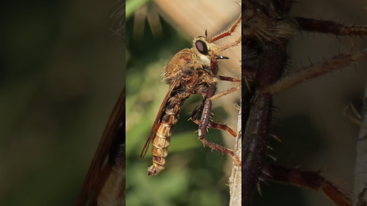 Hornet Robberfly 