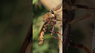 Hornet Robberfly #ukwildlife #wildlife #nature