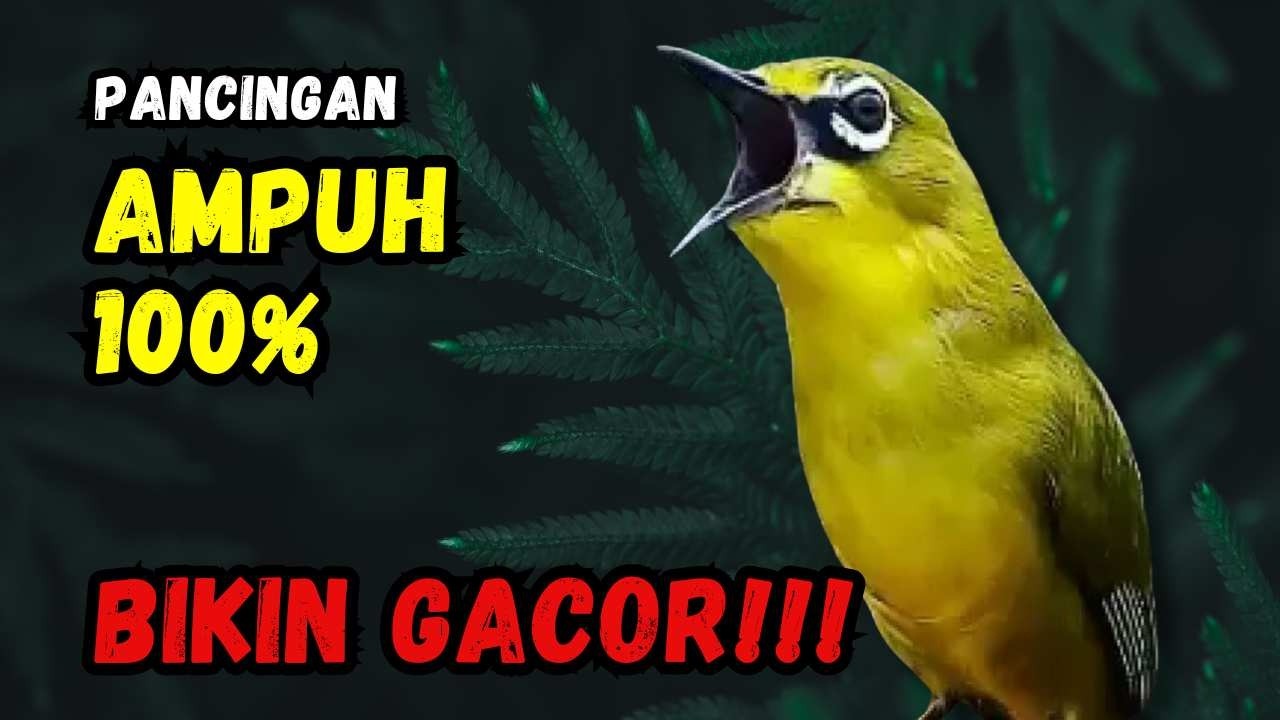 Hitungan Detik Pleci Jenis Papun Ikut Bunyi, Pancingan Ampuh Bikin Pleci Gacor