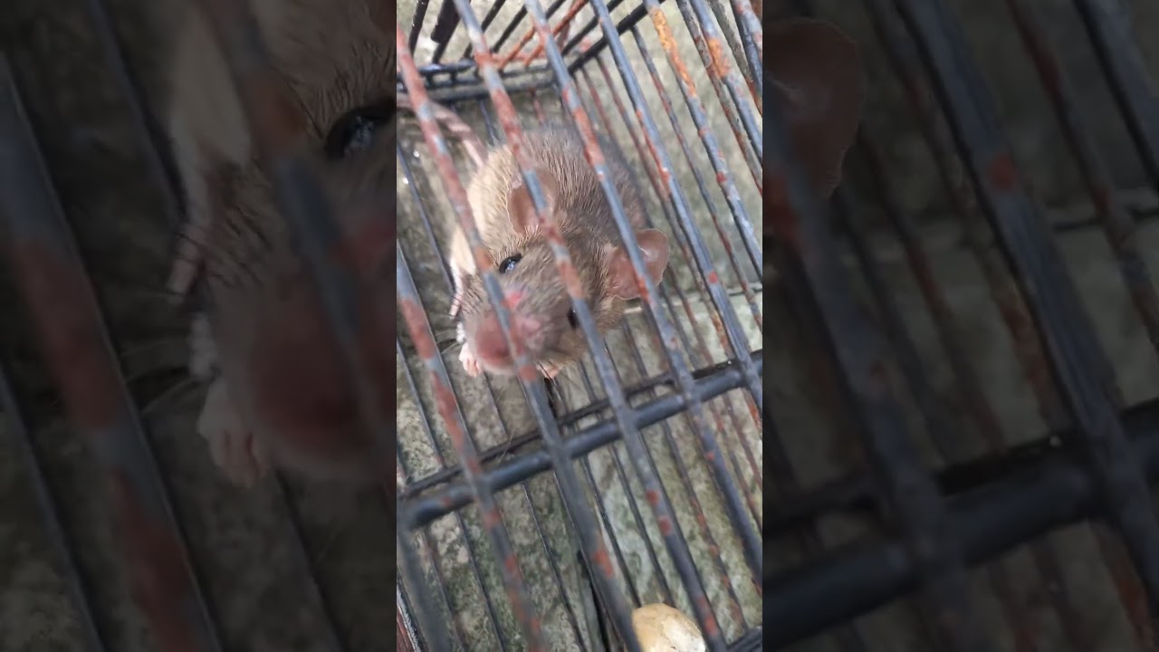 Rat trapped 