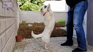 Dans Et. Yavru Köpek Eğitimi. Koşkoş Köpeğin Dans Eğitimi.temel Köpek Eğitimi Ders 5