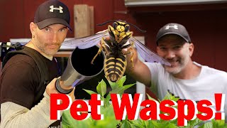My New PET WASPS! Wasp Nest Relocation by Hornet King 151,092 views 9 months ago 20 minutes