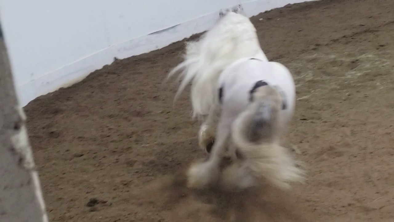 Liberty of Silver Moon Gypsy Stallion