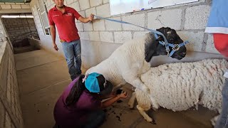 Producción de Borregos Dorper de Registro Biotecnologías Ensiminaciones Costos de Producción y Más