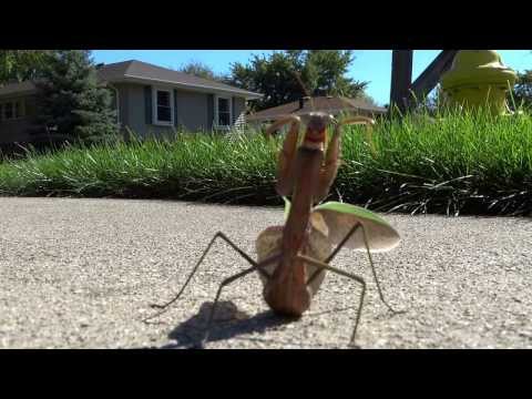 Angry Praying Mantis