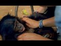 Bonobo Loves Being Tickled | Animals In Love | BBC