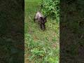 вот так встреча #cat #catvideos #animals #pets #nature #summer