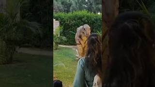डेनासोर आ गया.🤯#dinasour#yt#franck#sort#shortsviral#youtubeshorts#shortsfeed