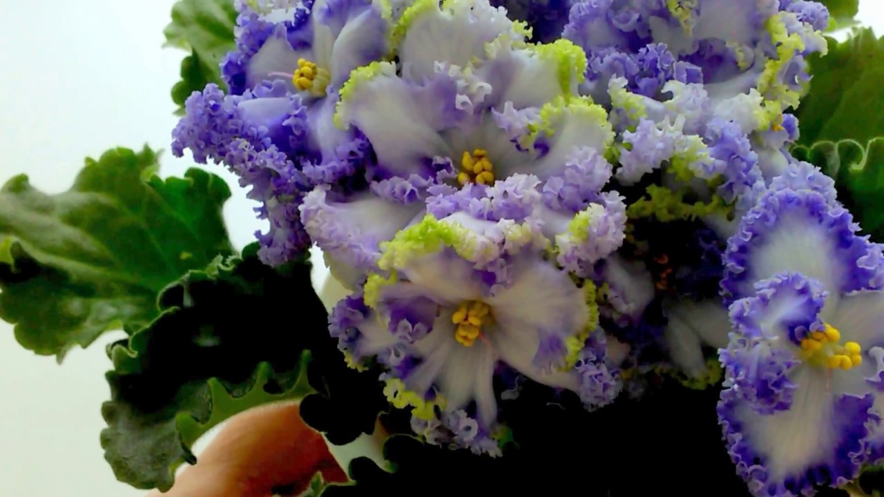 Fialka Partly Cloudy Fialki V Sankt Peterburge Flora Spb Youtube