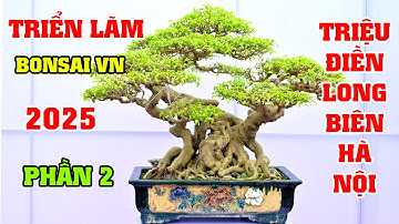 Những tác phẩm đẹp nhất tại triển lãm Bonsai Quốc Tế Triệu Điền, Long Biên, Hà Nội 2025 (P2)