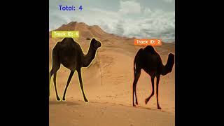 Famous 🚀😊 𝐂𝐚𝐦𝐞𝐥 𝐂𝐨𝐮𝐧𝐭𝐞𝐫 : 𝐎𝐛𝐣𝐞𝐜𝐭 𝐒𝐞𝐠𝐦𝐞𝐧𝐭𝐚𝐭𝐢𝐨𝐧, 𝐓𝐫𝐚𝐜𝐤𝐢𝐧𝐠 𝐚𝐧𝐝 𝐂𝐨𝐮𝐧𝐭𝐢𝐧𝐠 𝐮𝐬𝐢𝐧𝐠 𝐘𝐨𝐥𝐨𝐯9 | 𝐏𝐲𝐭𝐡𝐨𝐧 | 😊🚀 Profile