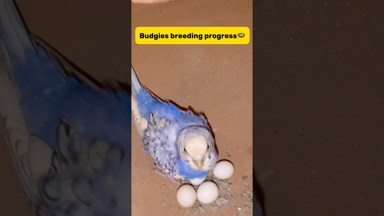 Budgies breeding progress😍 