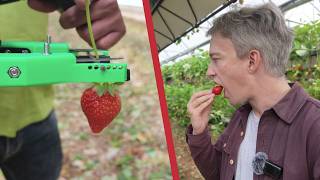 Information This is why robots can't pick strawberries yet News