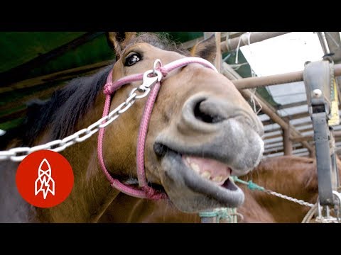 Video: Hokkaido Horse Race Hypoallergenic, Health And Life Span