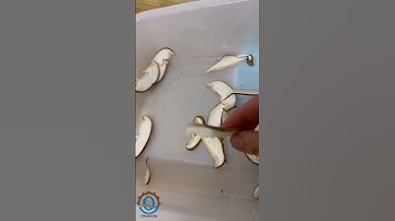 #Machine# #vegetable cutter #  Leaf Spinach Parsley Lettuce mushroom  Cabbage Shredder