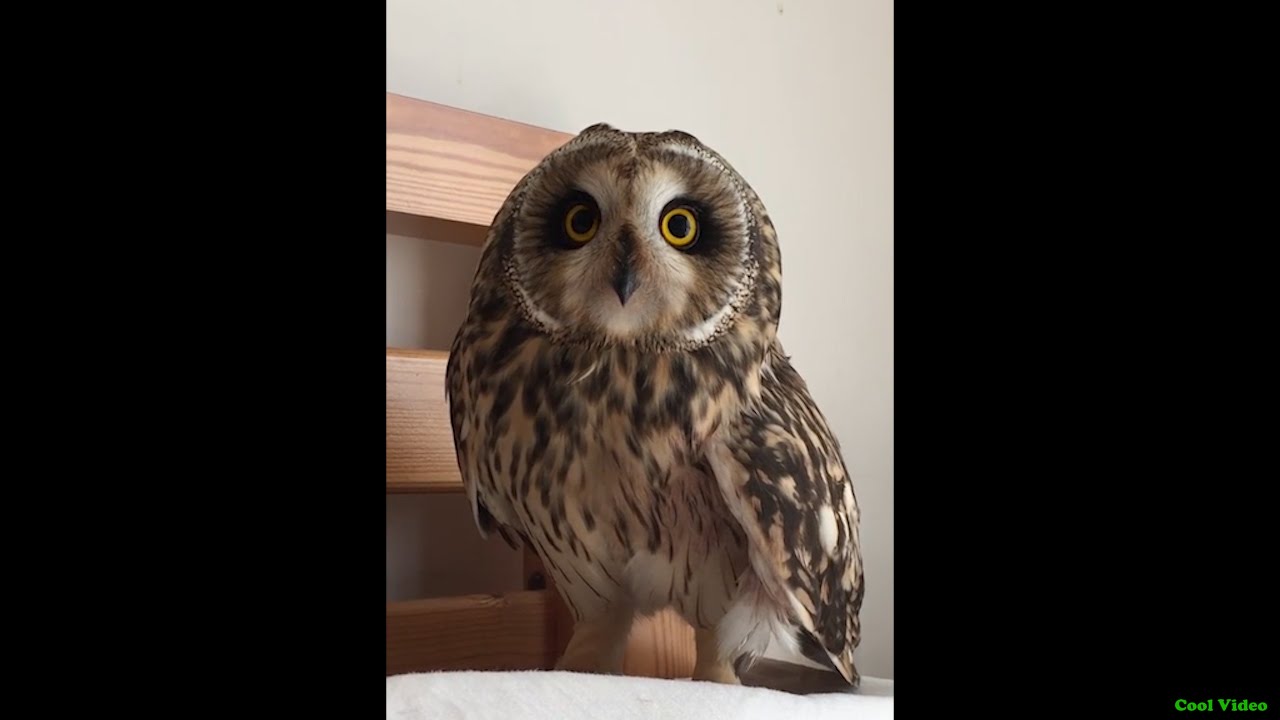Болотная сова очень удивлена - Short eared owl