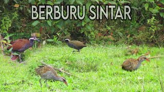 Download Lagu 🔴 MANTAP❗BERBURU RUAK RUAK DAN SINTAR SAWAH // UNIT HUMMER X SPEED 970 SLUG 15GR MP3 Download Lagu 🔴 MANTAP❗BERBURU RUAK RUAK DAN SINTAR SAWAH // UNIT HUMMER X SPEED 970 SLUG 15GR MP3