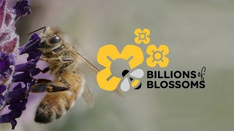 To help save the bees, let