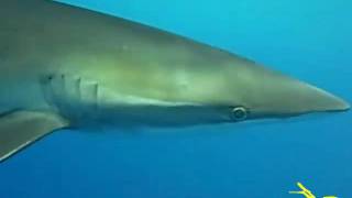 Shark dive (7) - Daedalus Reef