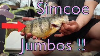 Lake Simcoe Jumbo Perch - Spring Time Perch Fishing (LIMIT CAUGHT)