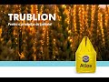 TRUBLION, un soi grau semi-timpuriu de Toamna