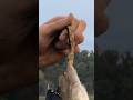 Duck Hunters Know This Feeling… Banded Duck 🦆 #duckhunting #woodduck #waterfowl #storyoutdoors