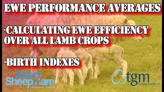 Ewe Performance Average Efficiency & Birth Indexes Report
