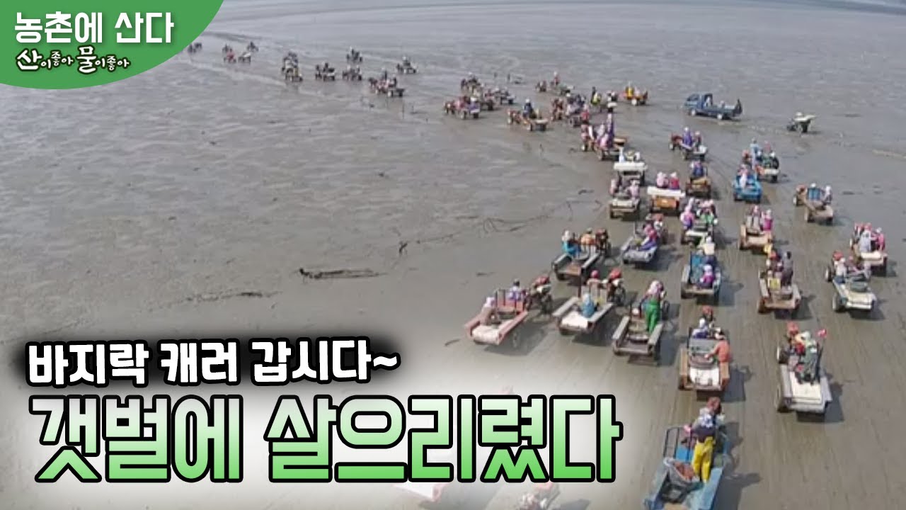 바지락 캐러 갑시다, 바지락의 고향 태안군 파도리