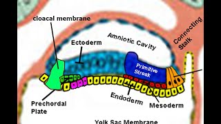 Embryology: Gastrulation – Let&#39;s Make the Primitive Streak and Germ Layers