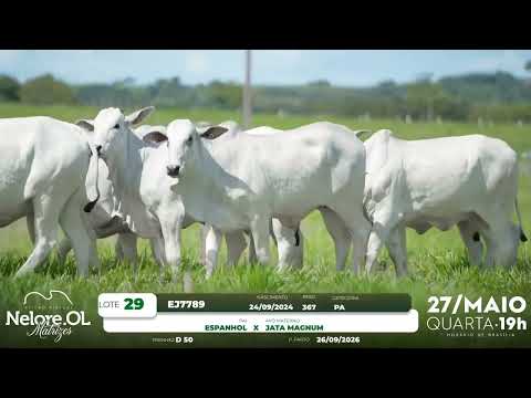 LOTE 29