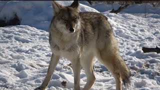 Catching and transferring a coyote
